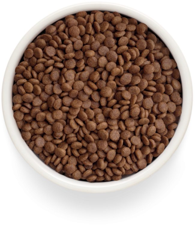 Grandorf Fresh Cat adult Корм для взрослых кошек с ягненком и бататом Grandorf Fresh Cat adult Корм для взрослых кошек с ягненком и бататом