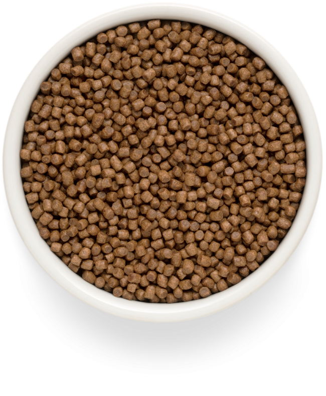Grandorf Fresh Kitten для котят с ягненком и бататом Grandorf Fresh Kitten для котят с ягненком и бататом