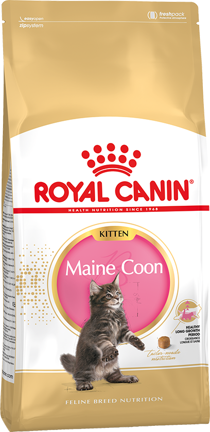 Акция!!!Royal Canin Kitten Maine Coon 36 для котят породы Мейн-кун: 3-15 мес.
